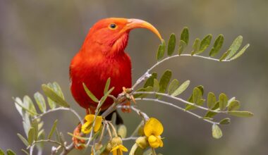 Birds in Hawaii are stealing nest materials from each other