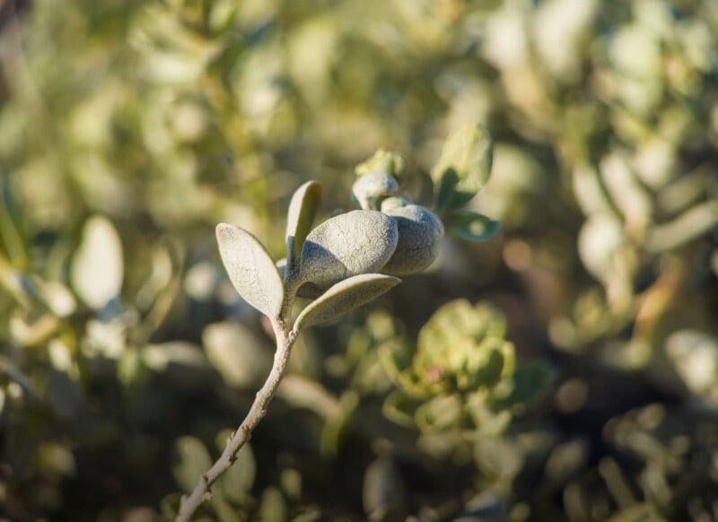 A close-up of a plant branch with several grayish-green, oval leaves. The background is blurred, showing more foliage in soft focus. The lighting highlights the texture of the leaves.
