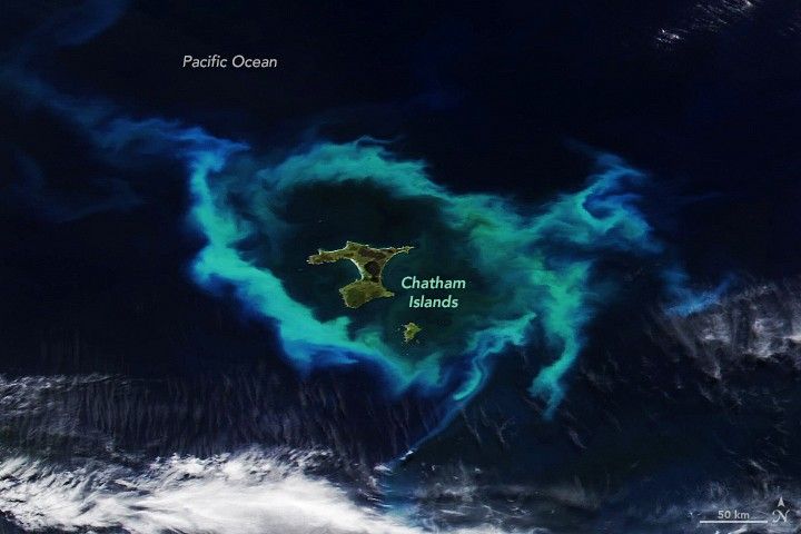 Blooming Seas Around The Chatham Islands
