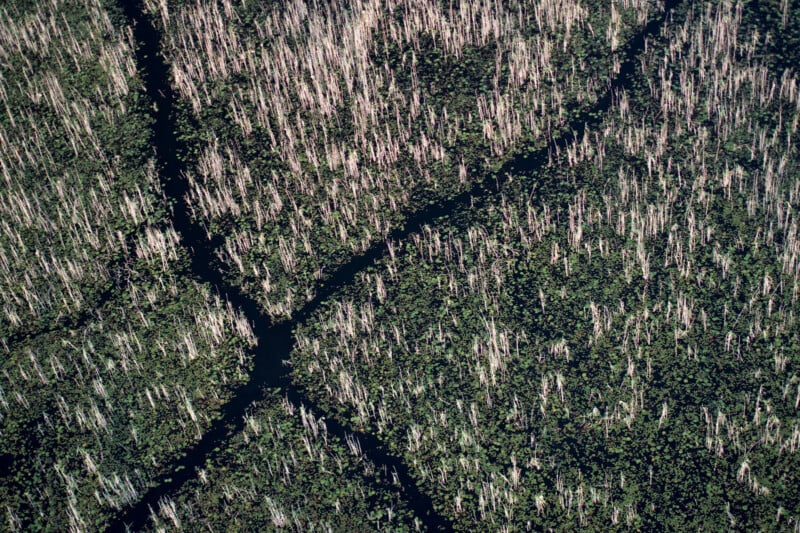 Aerial view of a marsh or swamp with winding waterways cutting through dense vegetation and clusters of tall, bare trees.