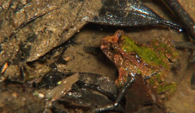 Boy, 12, finds rare frogs while exploring Lower Hutt creek