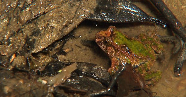 Boy, 12, finds rare frogs while exploring Lower Hutt creek