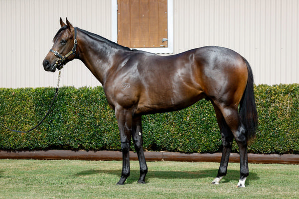 $850,000 Anamoe colt from I Am Speedy.