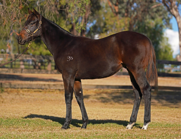 Anamoe colt from I Am Speedy as a weanling.