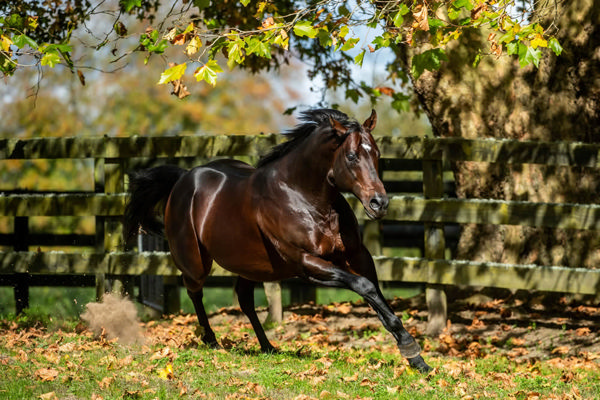 Ardrossan is a young sire on the up.