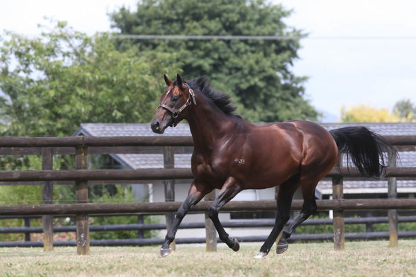 Banquo is a young sire son of Written Tycoon.