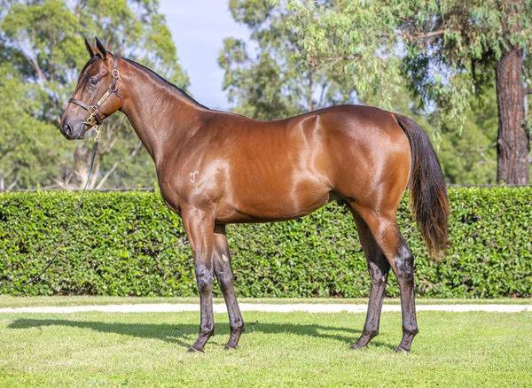 Fireball was a $460,000 Inglis Easter purchase from Yarraman Park.