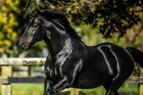 Noverre is a stunning son of Savabeel.