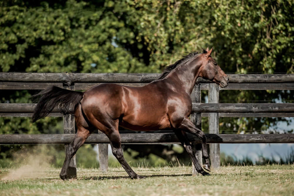 Ocean Park has the favourite Ohope Wins in the G1 Australian Oaks this Saturday.