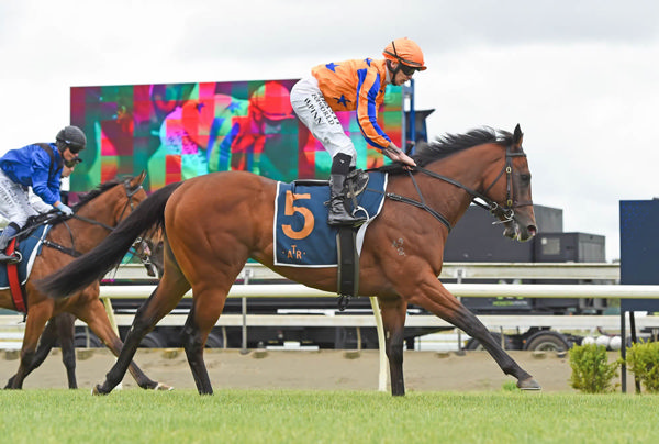 Return to Conquer is a G1 winning son of Snitzel.