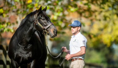 Savabeel is the flagship sire at Waikato Stud.