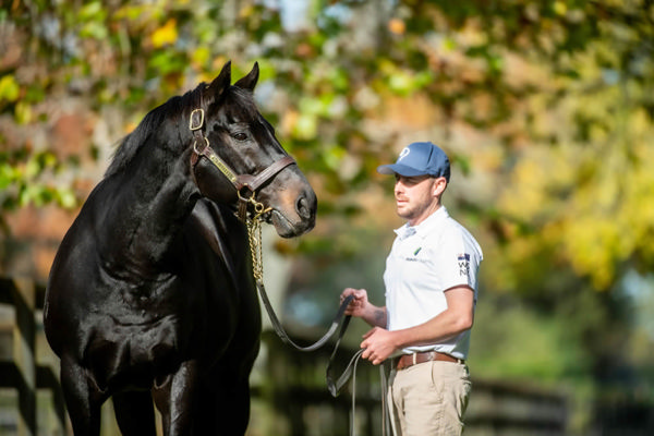 Savabeel is the flagship sire at Waikato Stud.