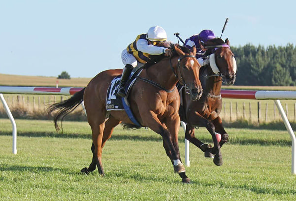 Single Red is set for the Gr.1 Queensland Oaks (2200m) at Eagle Farm. Photo: Race Image (Jane Davidson)