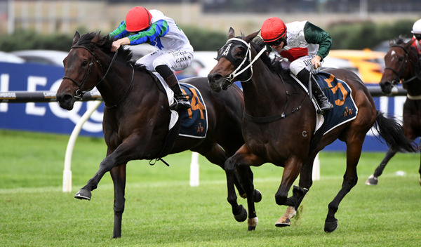 Solid Gold (inside) winning the Gr.3 Championship Stakes (2100m) at Ellerslie last Saturday. Photo: Kenton Wright (Race Images)