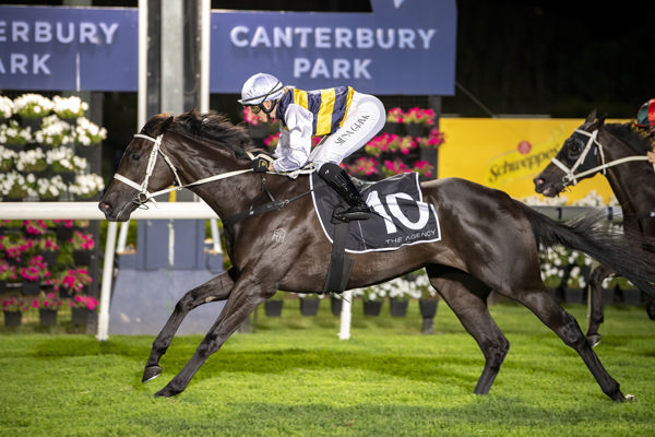 Soverato was bought as a yearling for $10,000 through the 2024 NZB NAtional Online Yearling Sale - image Bradley Photos