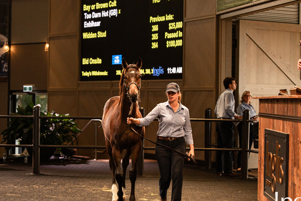 The Too Darn Hot (GB)  colt topped the Inglis Weanling Sale last year. 