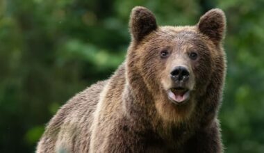 Two US soldiers injured by Alaskan brown bear's 'defensive attack'