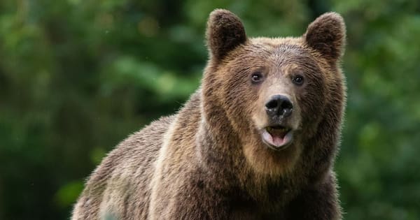 Two US soldiers injured by Alaskan brown bear's 'defensive attack'