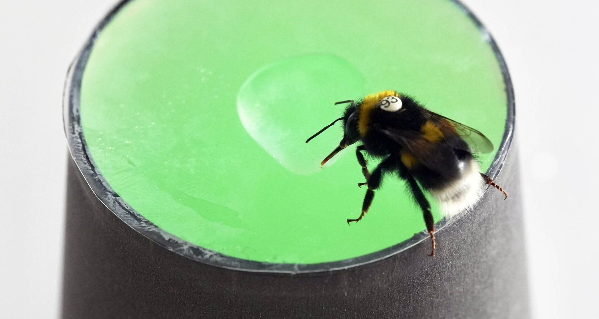 Bumblebees can recognize rhythm, even when tempo changes
