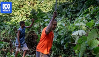 The vine with a murky past that is strangling Vanuatu's forests