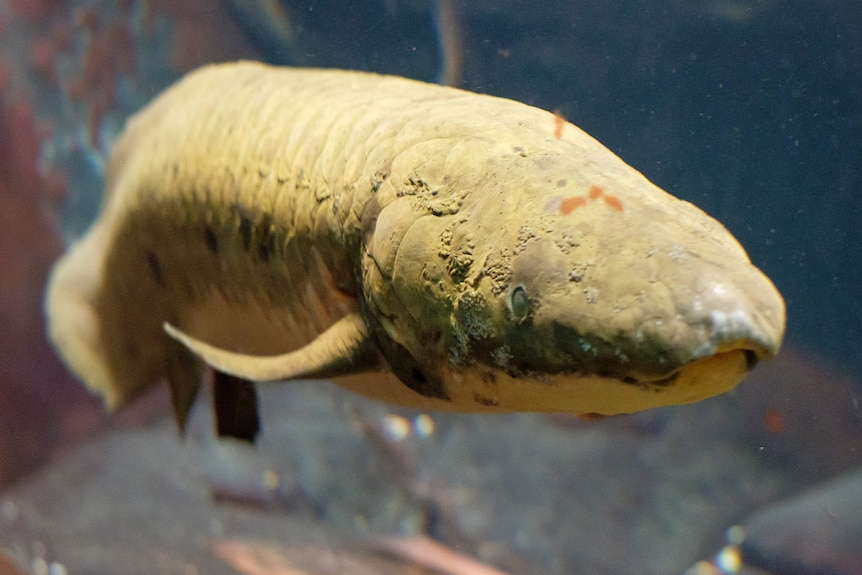 An old dusty-looking fish with prehistoric scales and flippers and milky eyes.