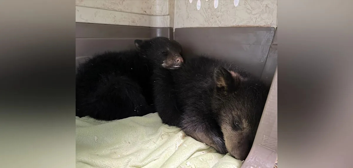 Orphaned black bear cubs 'distressed and traumatized' after mother shot in rural Manitoba, rescue owner says