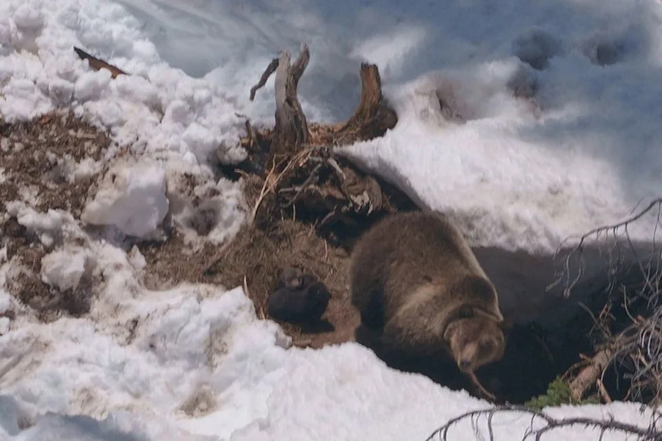Mother bear and her two cubs seen from an aerial viewCredit: Montana Fish, Wildlife & Parks