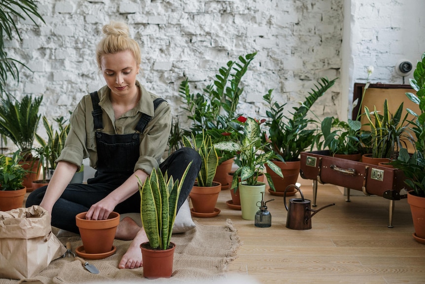 A blond woman sitting on the floor planting a snake plant in a terracotta pot.