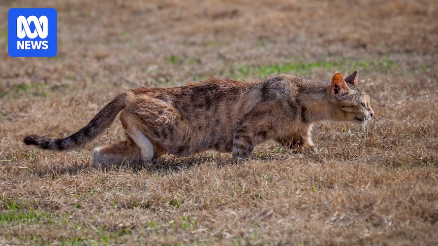 Feral cat numbers spark bounty push across outback Queensland