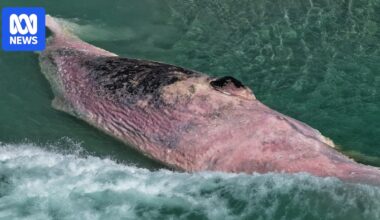 Rotting sperm whale carcass forces relocation of Tasmania's largest open water swim