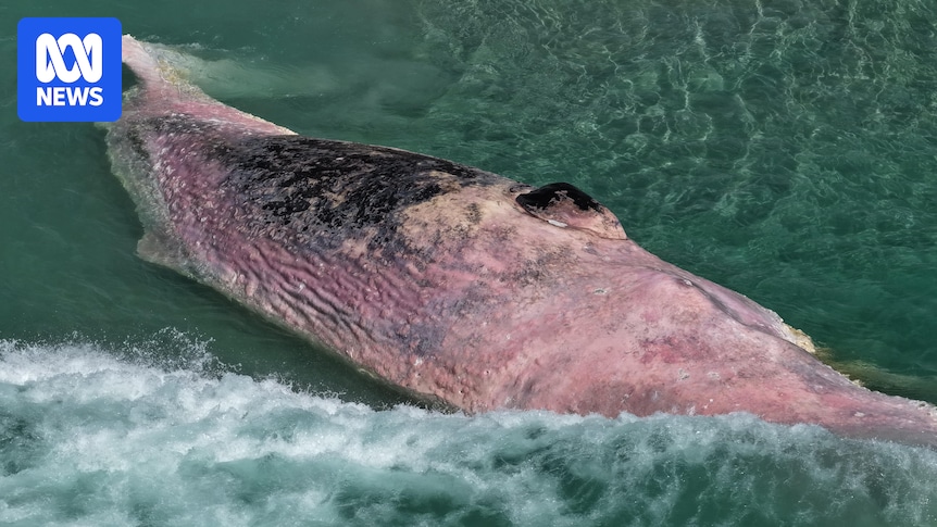 Rotting sperm whale carcass forces relocation of Tasmania's largest open water swim