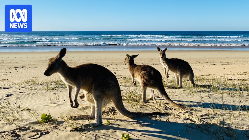 Sick kangaroos isolated by urban growth on NSW Mid North Coast