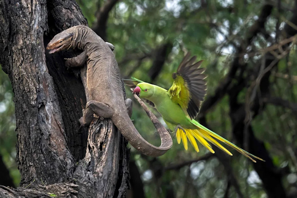 A bright green rose-ringed parakeet bites the tail of a monitor lizard clinging to the dark, gnarled bark of a tree in India, wings spread wide in confrontation.
