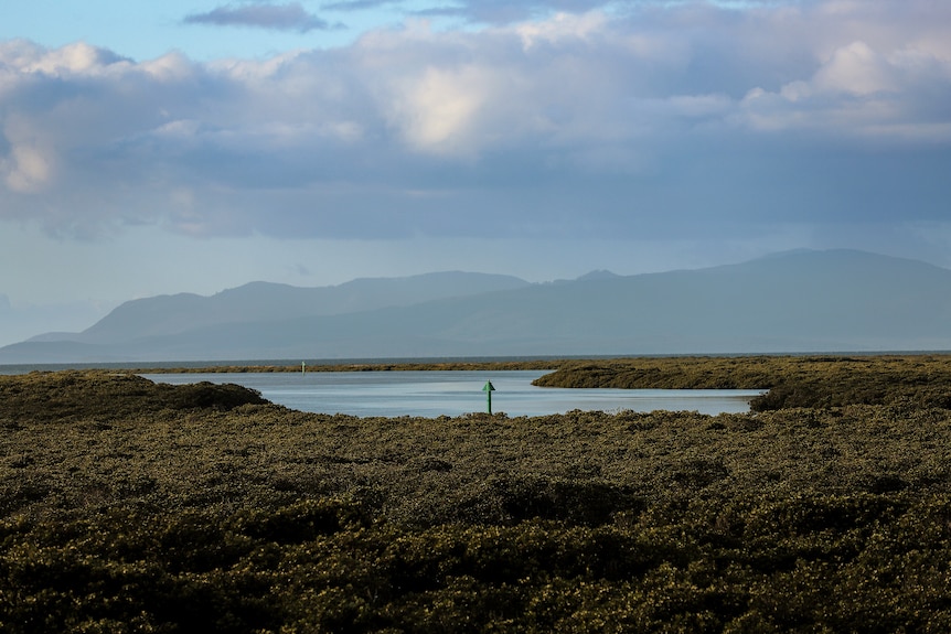 View over an inlet of water lined with coastal scrub with hills in the distance and a layer of cloud sitting above.