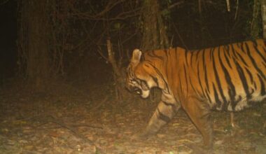 Photographic evidence provides clues about tiger presence