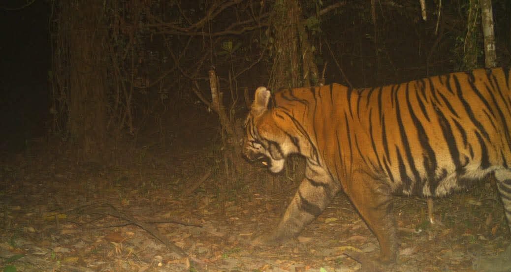 Photographic evidence provides clues about tiger presence