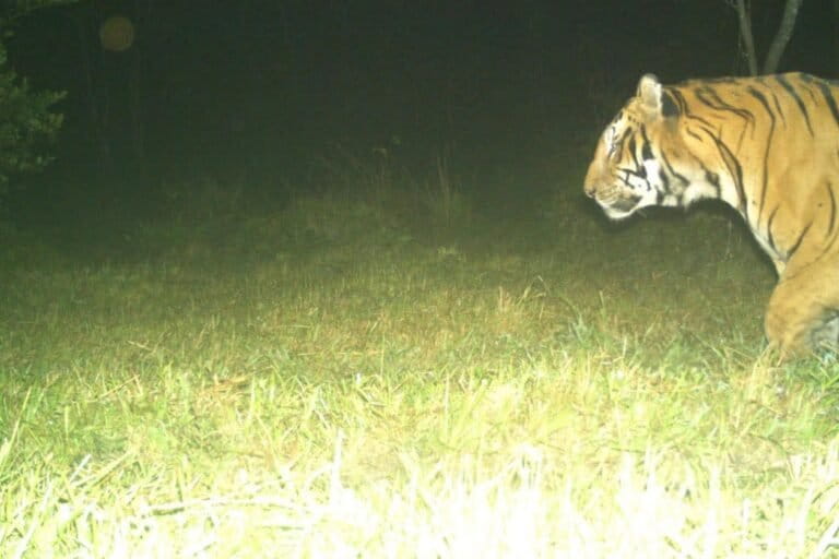 Small camera trapping exercises bore no fruit in earlier years until recently, when more extensive trapping aided shots of a tiger’s presence in Dibru Saikhowa. Image courtesy of Chandra Mohan Patowary.