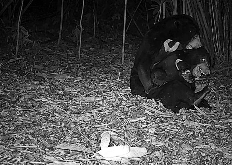 A black-and-white night vision photo shows a bear with two cubs in a forested area. The adult bear is sitting while one cub climbs on its back and the other cub stands close. Leaves and branches cover the ground.