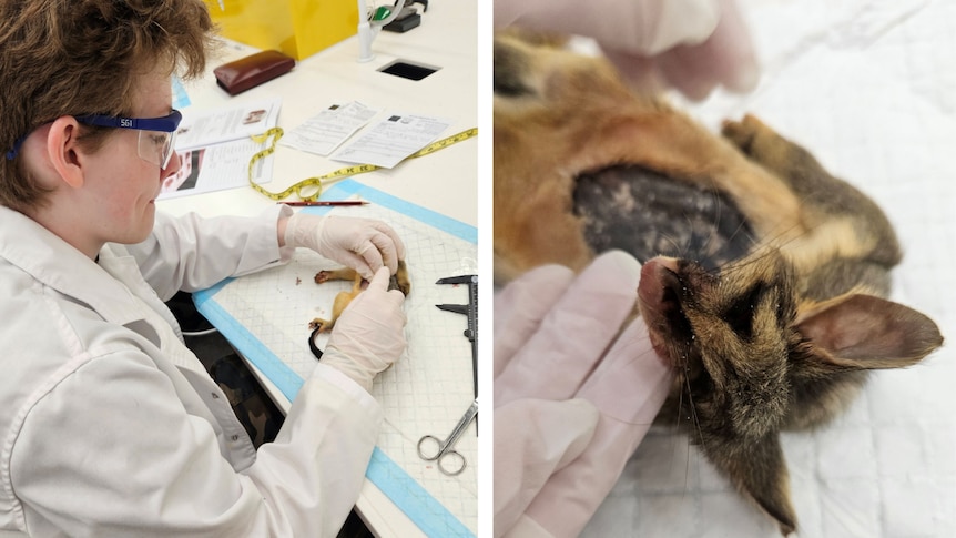 Two images, on the left a scientist in a white coat cuts open a small mammal. On the right is the skin of a small possum.