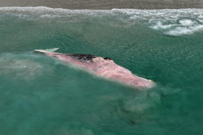 A pink whale in aqua shallow water