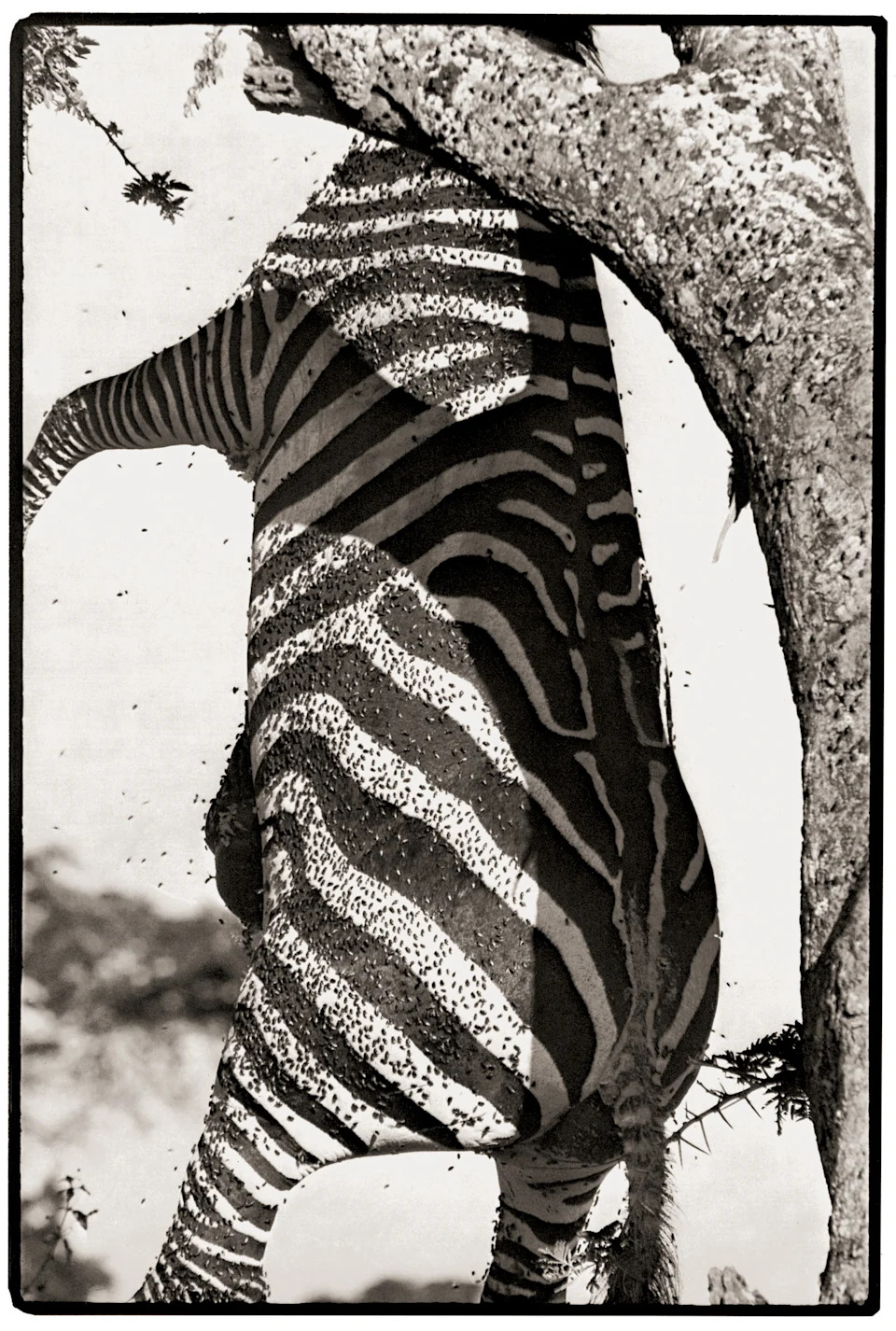 A black-and-white photograph of a zebra carcass hanging vertically against a tree trunk, covered in a dense swarm of flies.