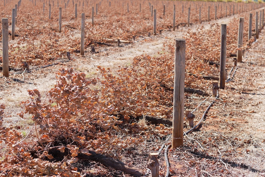 a large area of dead grapvines lying on the ground