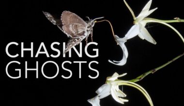Photographers and Scientists Partner to Solve the Riddle of the Ghost Orchid