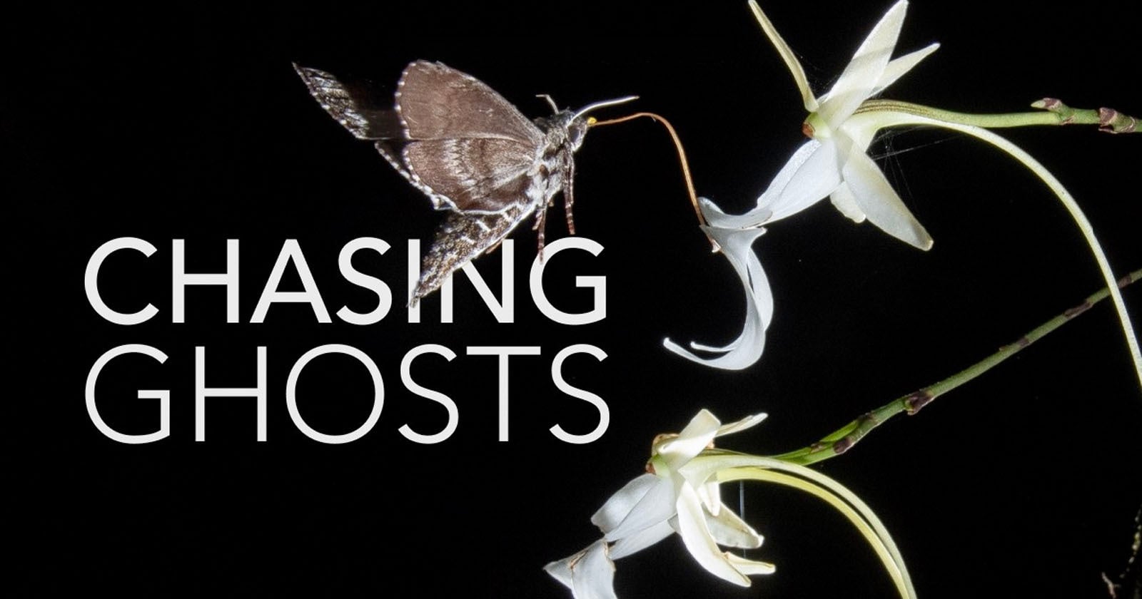 Photographers and Scientists Partner to Solve the Riddle of the Ghost Orchid