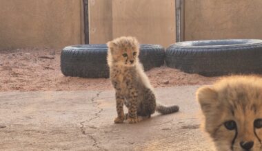 Two cheetah cubs narrowly escape the illegal pet trade