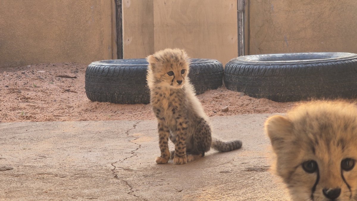 Two cheetah cubs narrowly escape the illegal pet trade