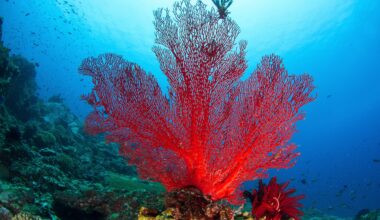 Coral reefs hide a vast world of potential new medicines