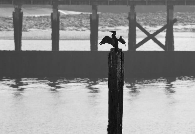 A cormorant perches on top of a wooden post above the water, spreading its wings. The background shows a blurred pier and shoreline in black and white.