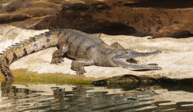 Rowers set to compete in croc infested waters at 2032 Olympics