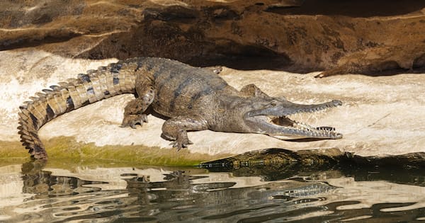Rowers set to compete in croc infested waters at 2032 Olympics